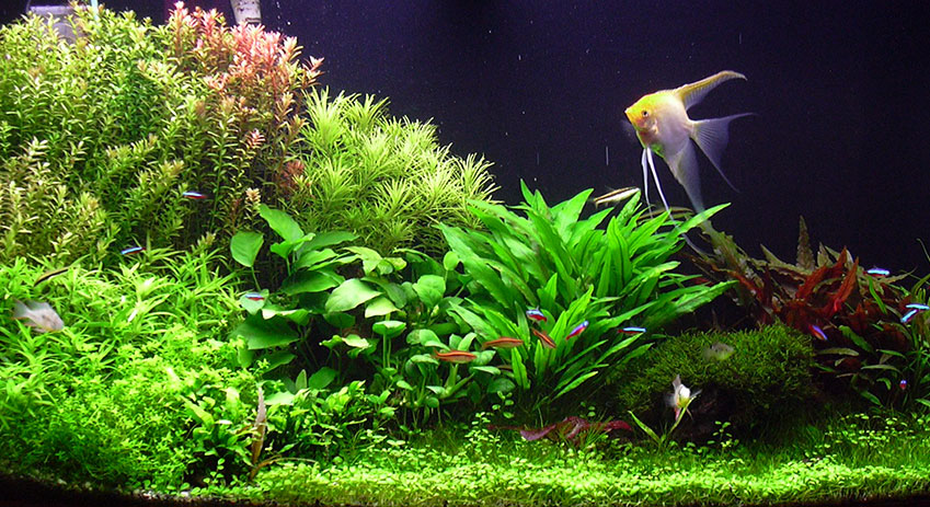 aquarium plants